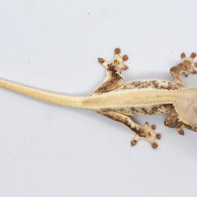 릴리화이트 솔리드백