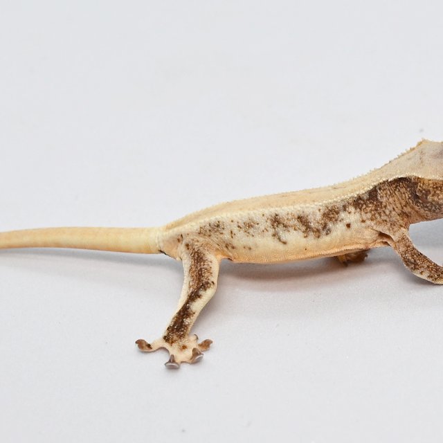 릴리화이트 솔리드백