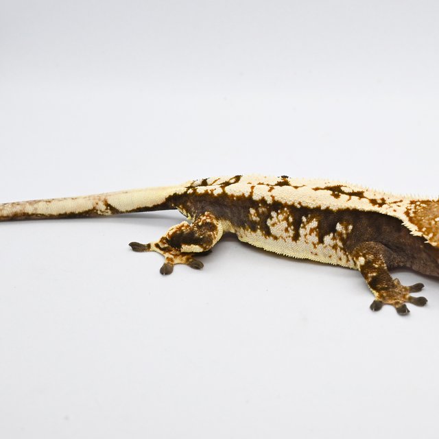 트라이 카푸치노