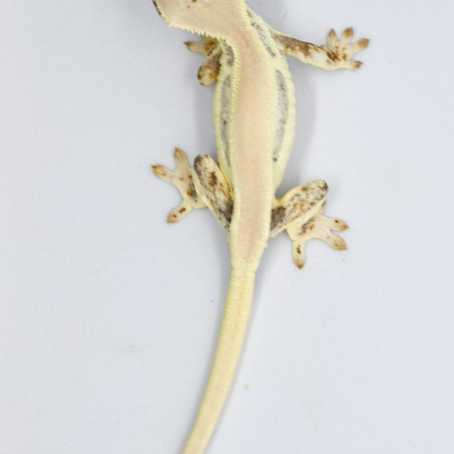 릴리화이트 솔리드백