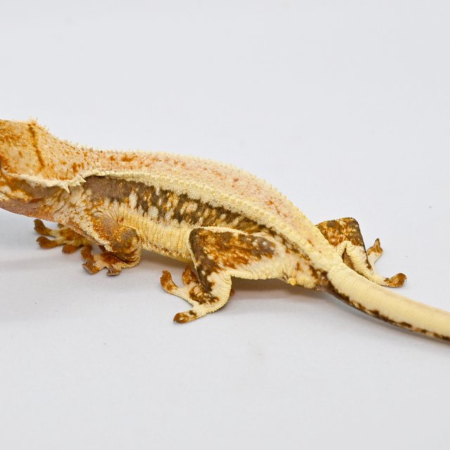 릴리화이트 풀핀