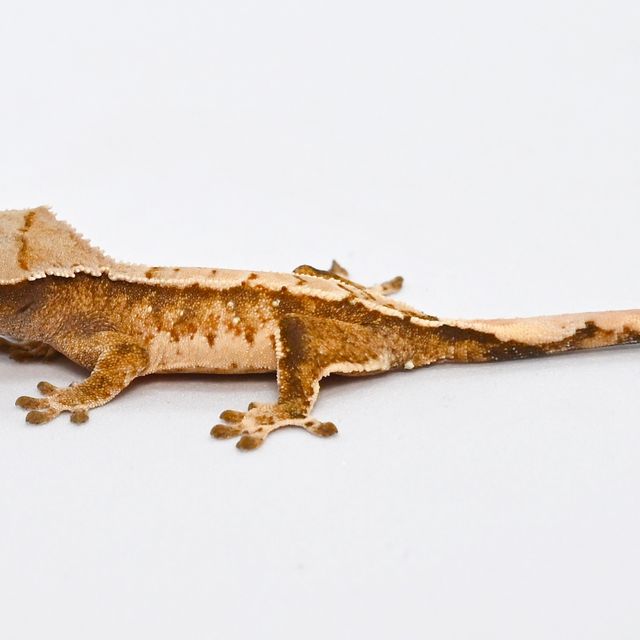 익스트림할리퀸 트라이