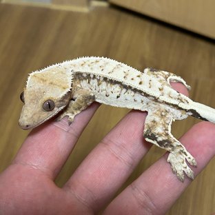 노멀 트라이 핀스트라이프 쿼드