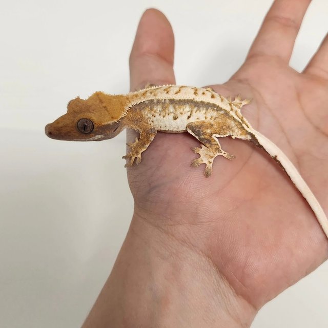 노멀 트라이 드리피 화이트스팟 화이트핀