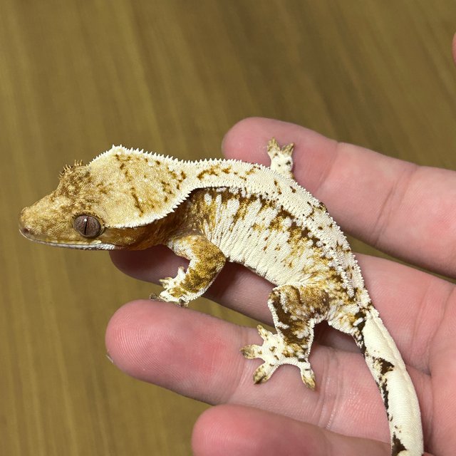 노멀 레드 트라이 드리피 화이트스팟