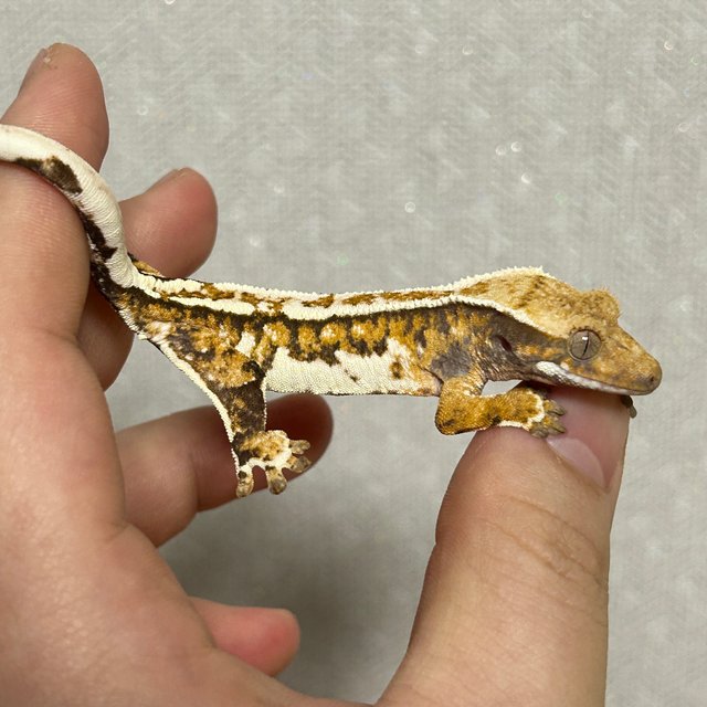 노멀 트라이 쿼드