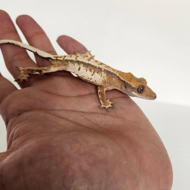 노멀 트라이 드리피 화이트스팟 화이트핀