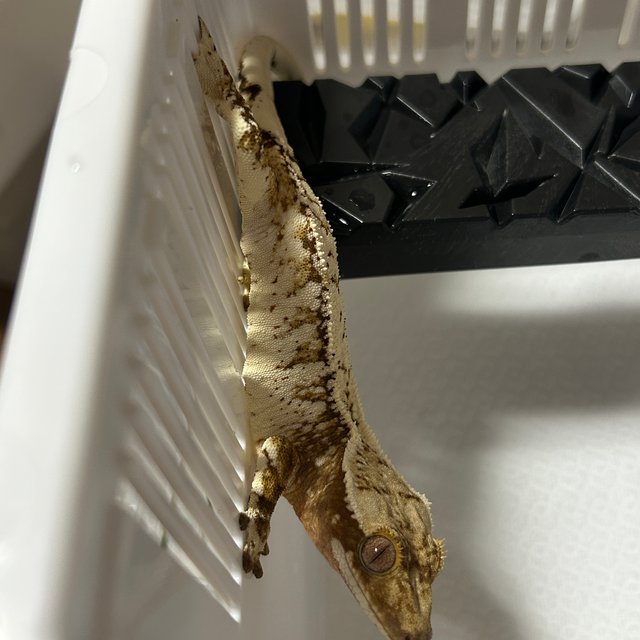 노멀 레드 트라이 드리피 화이트스팟