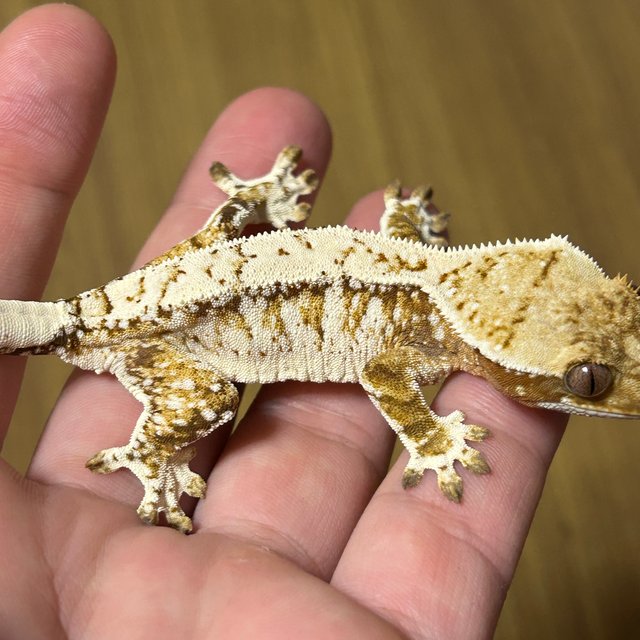 노멀 레드 트라이 드리피 화이트스팟