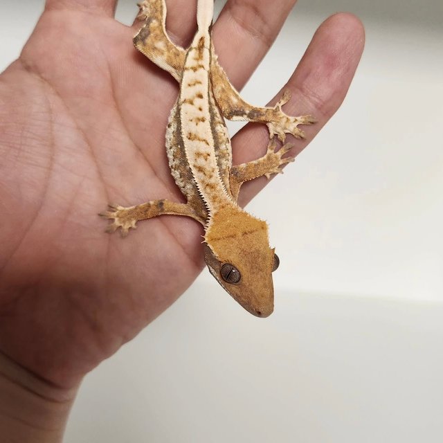 노멀 트라이 드리피 화이트스팟 화이트핀