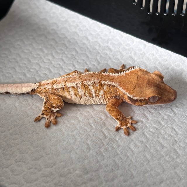 노멀 드리피 화이트스팟