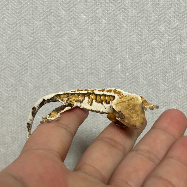 노멀 트라이 쿼드