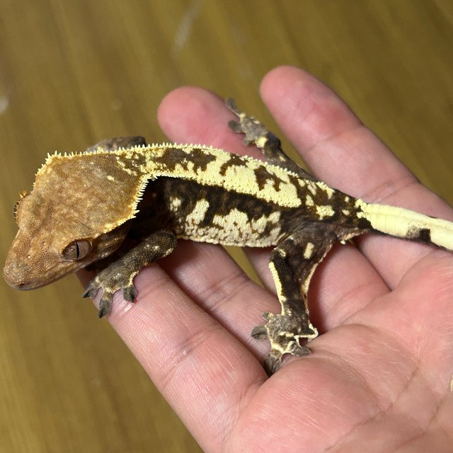 트라이 카푸치노