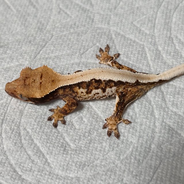 트라이 핀스트라이프 솔리드백 노멀