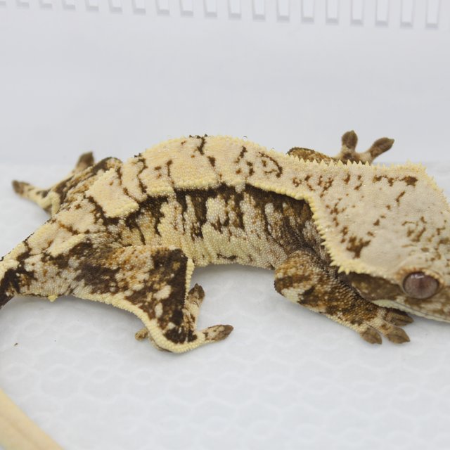 노멀 트라이 화이트스팟