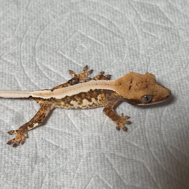 트라이 핀스트라이프 솔리드백 노멀