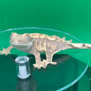 노멀 익스트림할리퀸 할리퀸