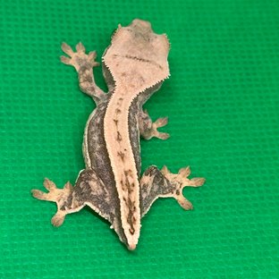 노멀 익스트림할리퀸 할리퀸