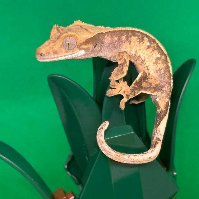 노멀 익스트림할리퀸 할리퀸