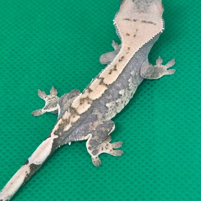 노멀 익스트림할리퀸 할리퀸