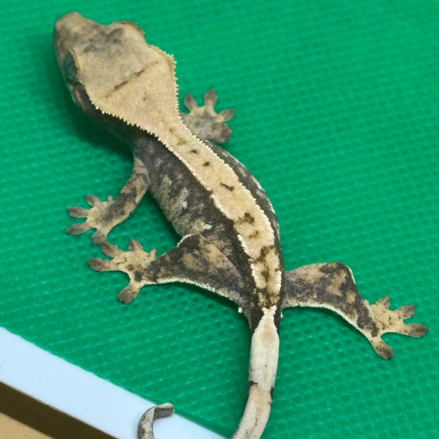 노멀 익스트림할리퀸 할리퀸