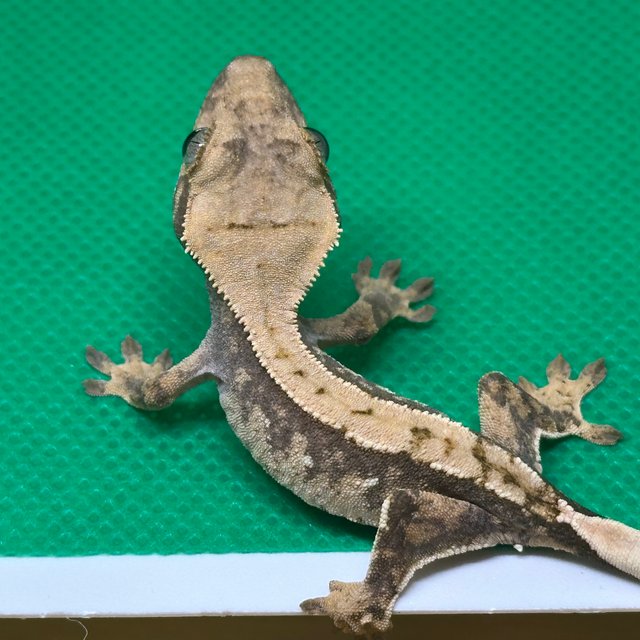 노멀 익스트림할리퀸 할리퀸