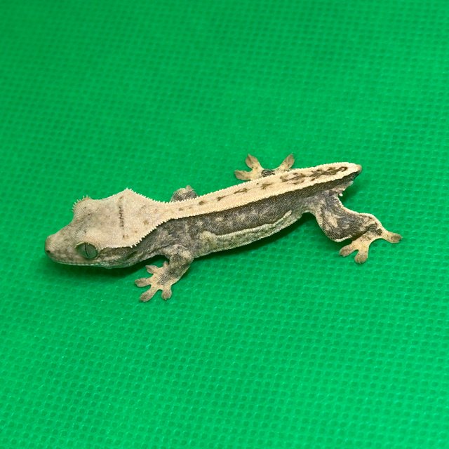 노멀 익스트림할리퀸 할리퀸