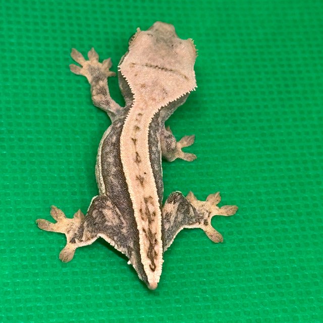 노멀 익스트림할리퀸 할리퀸