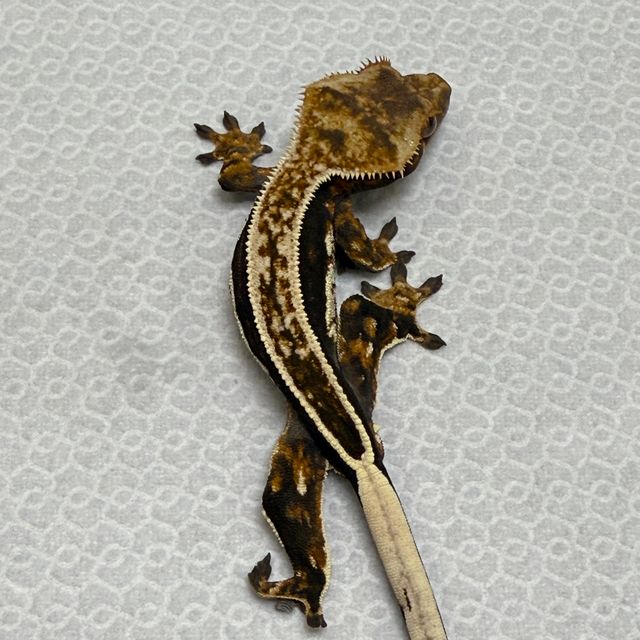 풀핀 엠티백 다크