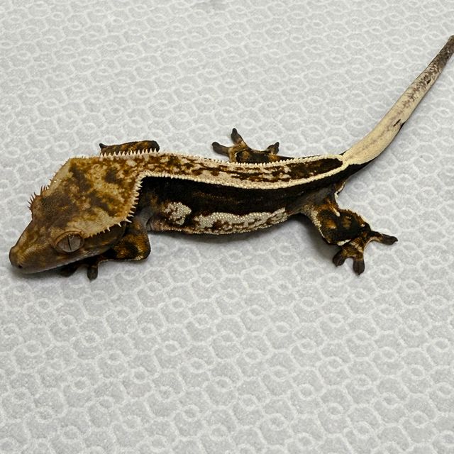 풀핀 엠티백 다크