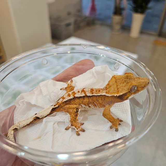 트라이