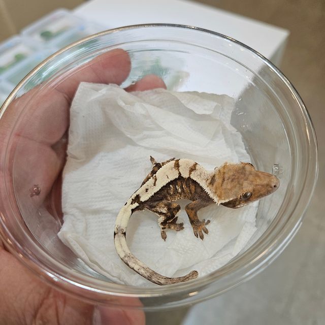 세이블