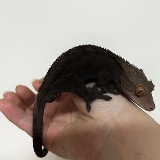 포도🖤