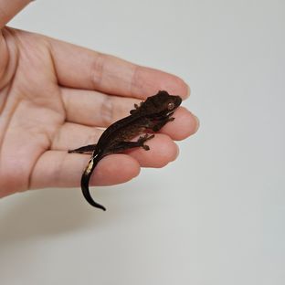 차콜라인