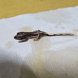 다크팬텀프라푸치노2