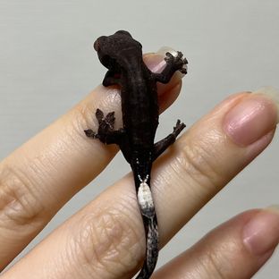 다크팬텀카푸치노