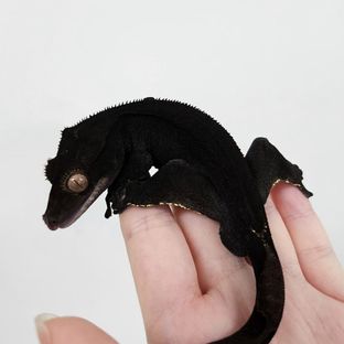 우버🖤