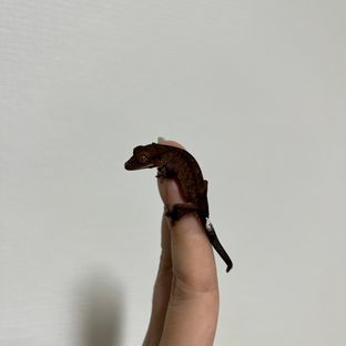 다크팬텀카푸치노(1)