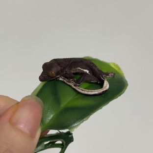 다크팬텀프라푸치노
