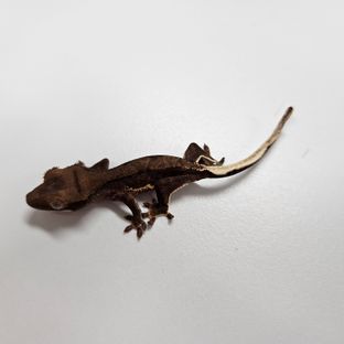 다크팬텀프라푸치노