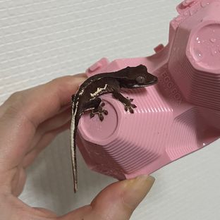 다크팬텀프라푸치노