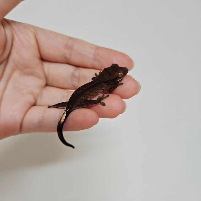 챠콜 블랙 팬텀 다크