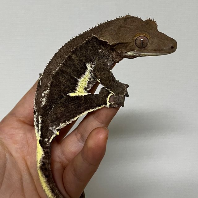 다크 팬텀 릴리화이트