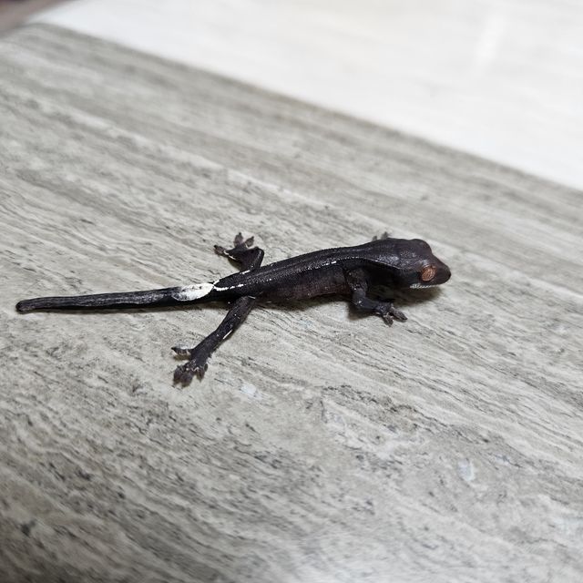 카푸치노 챠콜