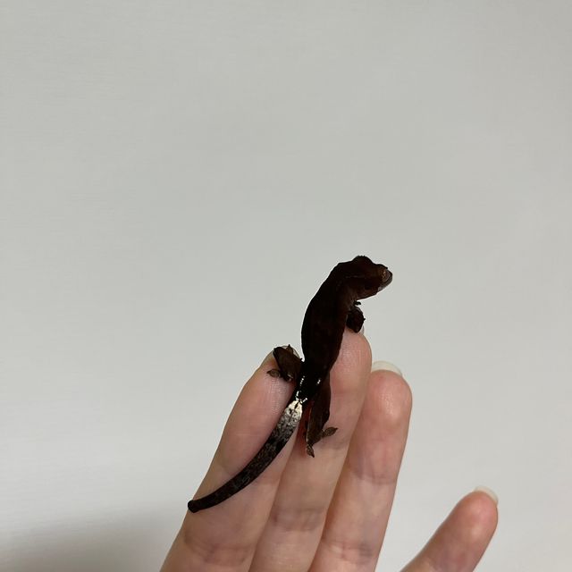 카푸치노 다크