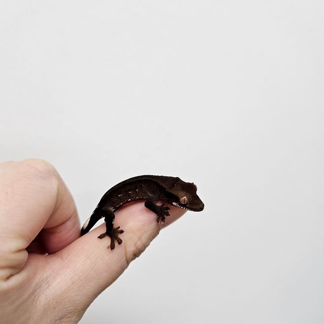 챠콜 다크 팬텀