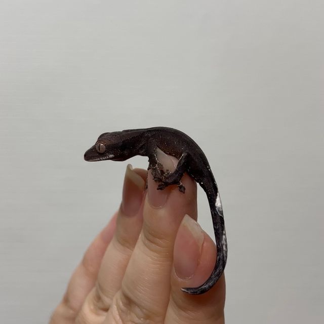 카푸치노 다크 블랙 챠콜