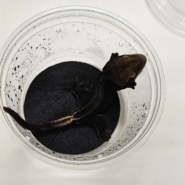 슈퍼스트라이프 챠콜
