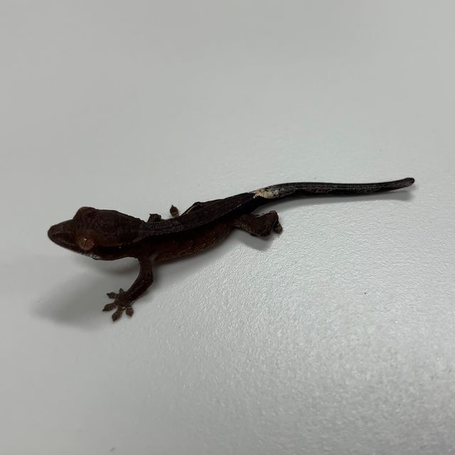 카푸치노 챠콜 팬텀
