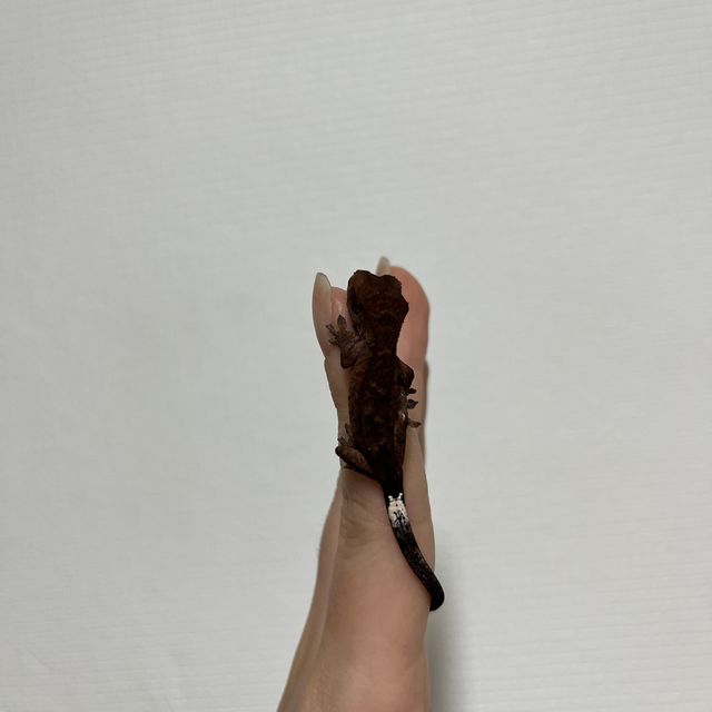 카푸치노 다크 블랙 챠콜